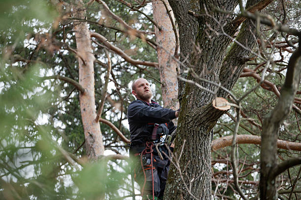 Tree Removal Done Right Protect Your Property